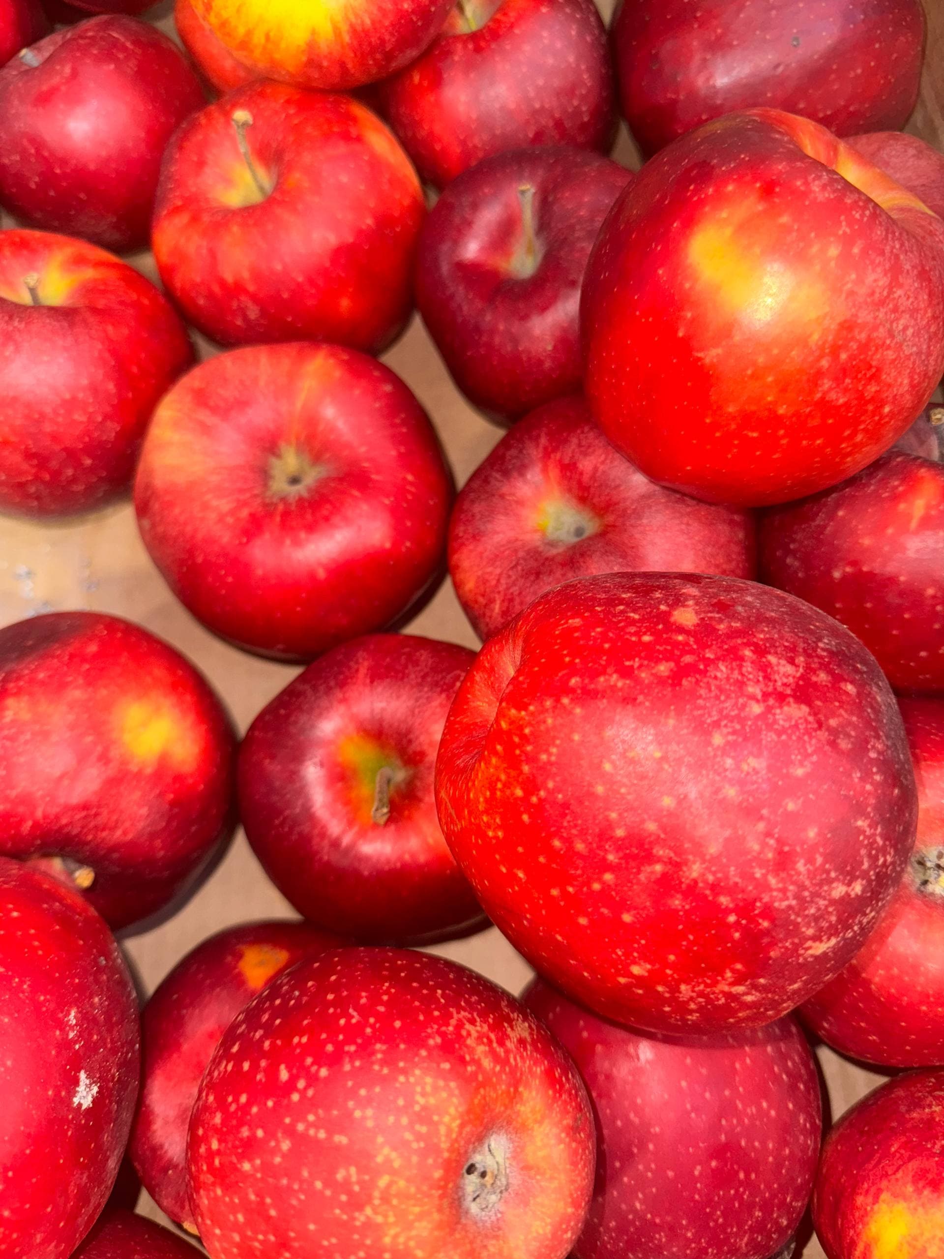 Яблоки Чёрный принц 1