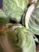 Капуста Молодая 2