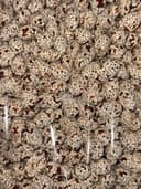 Арахис в кунжуте 2