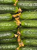 Огурцы Кураж  2