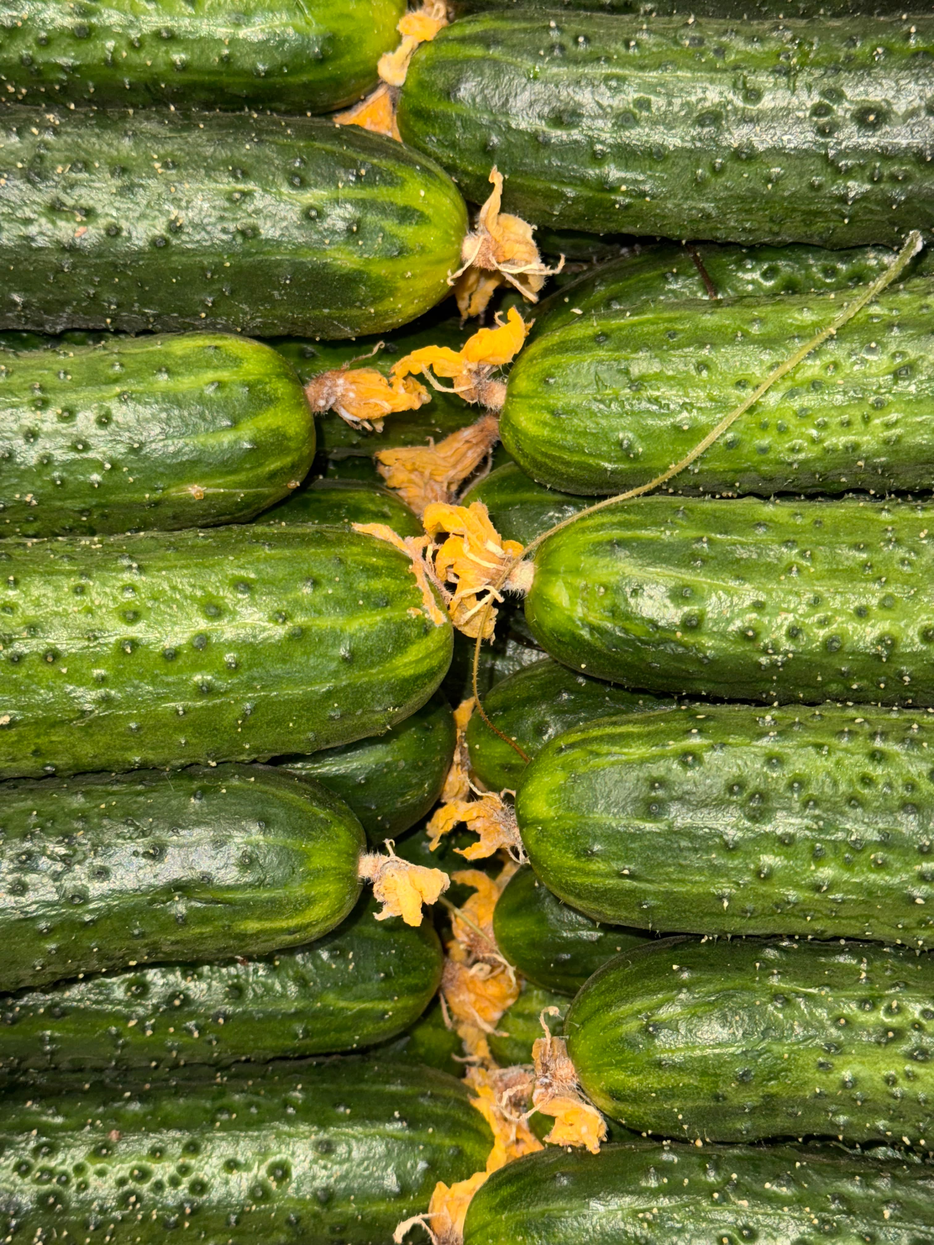 Огурцы Кураж  2