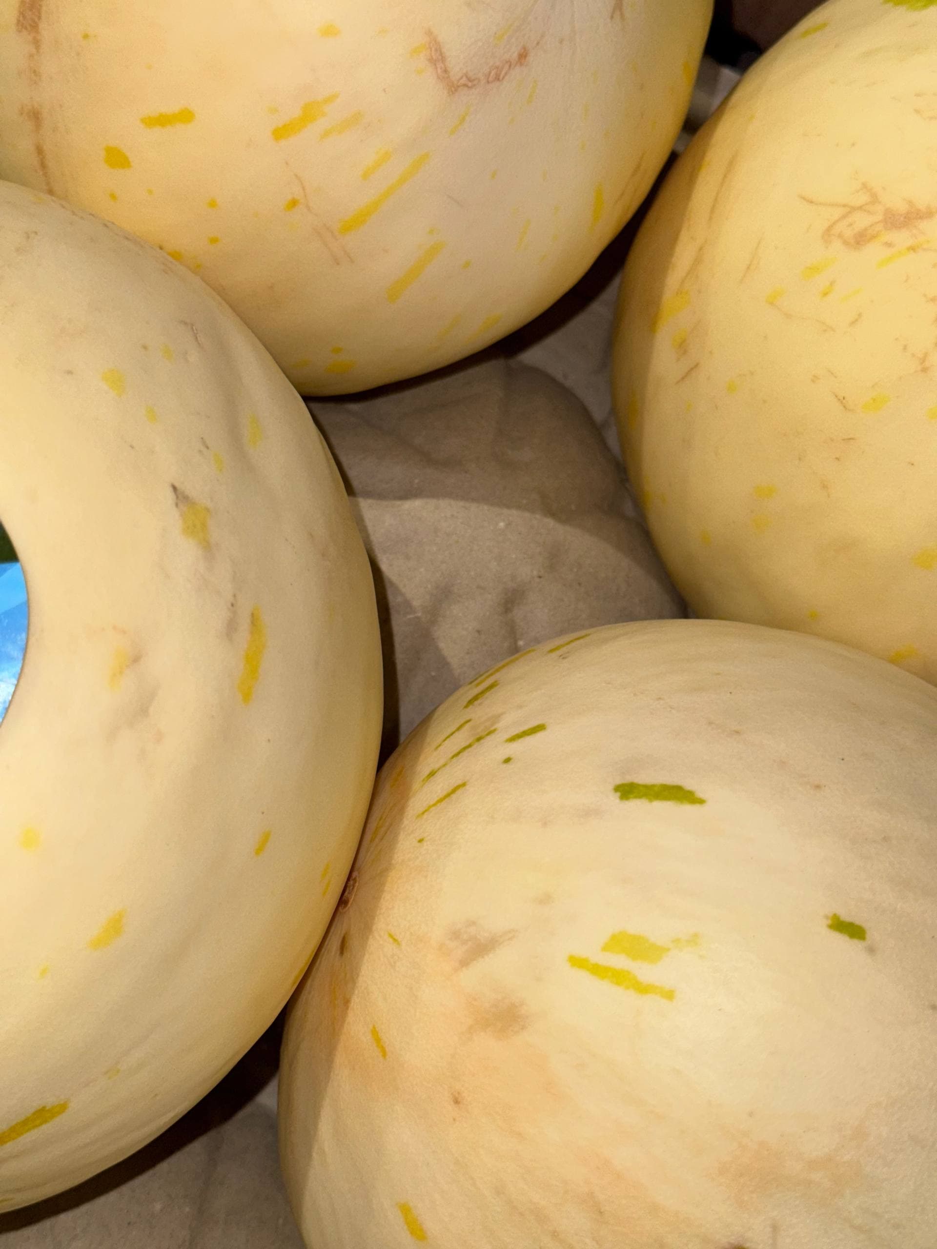 Дыня «Молочная» 2