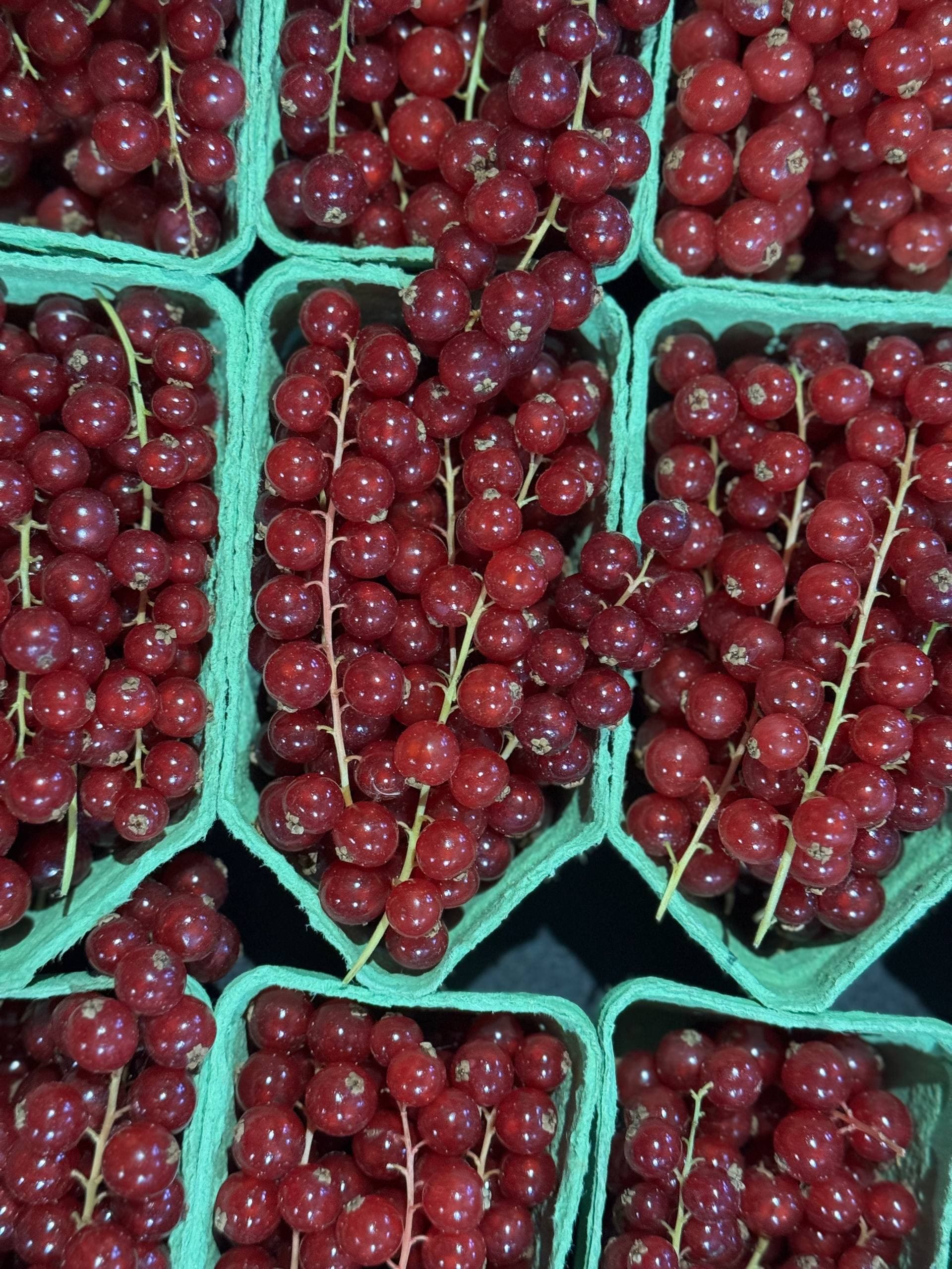 Смородина красная 1