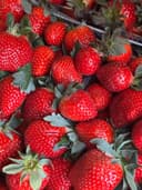 Клубника ящик 1