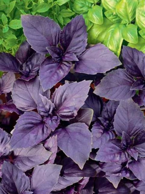 Базилик красный 1