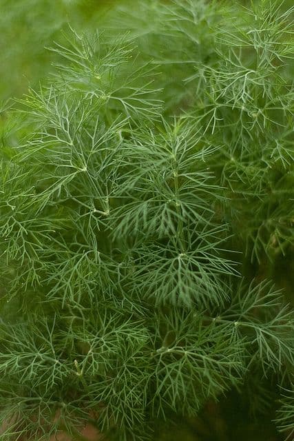 Укроп свежий 1