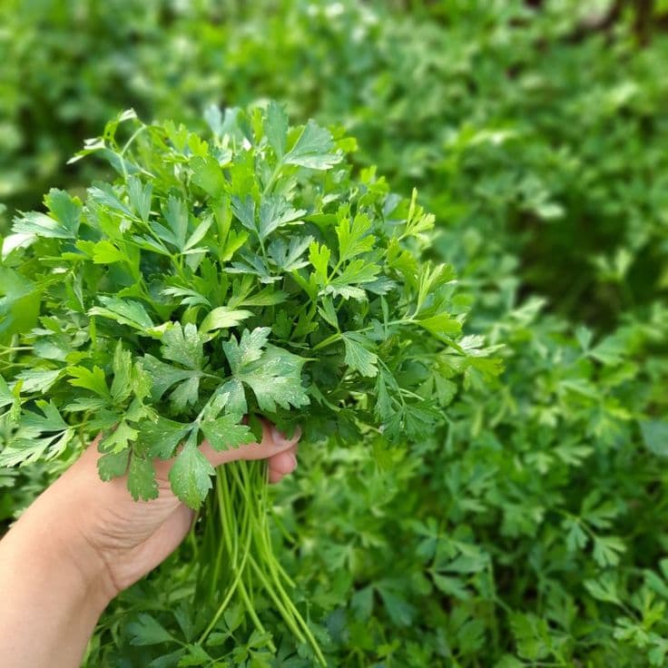 Петрушка свежая 1