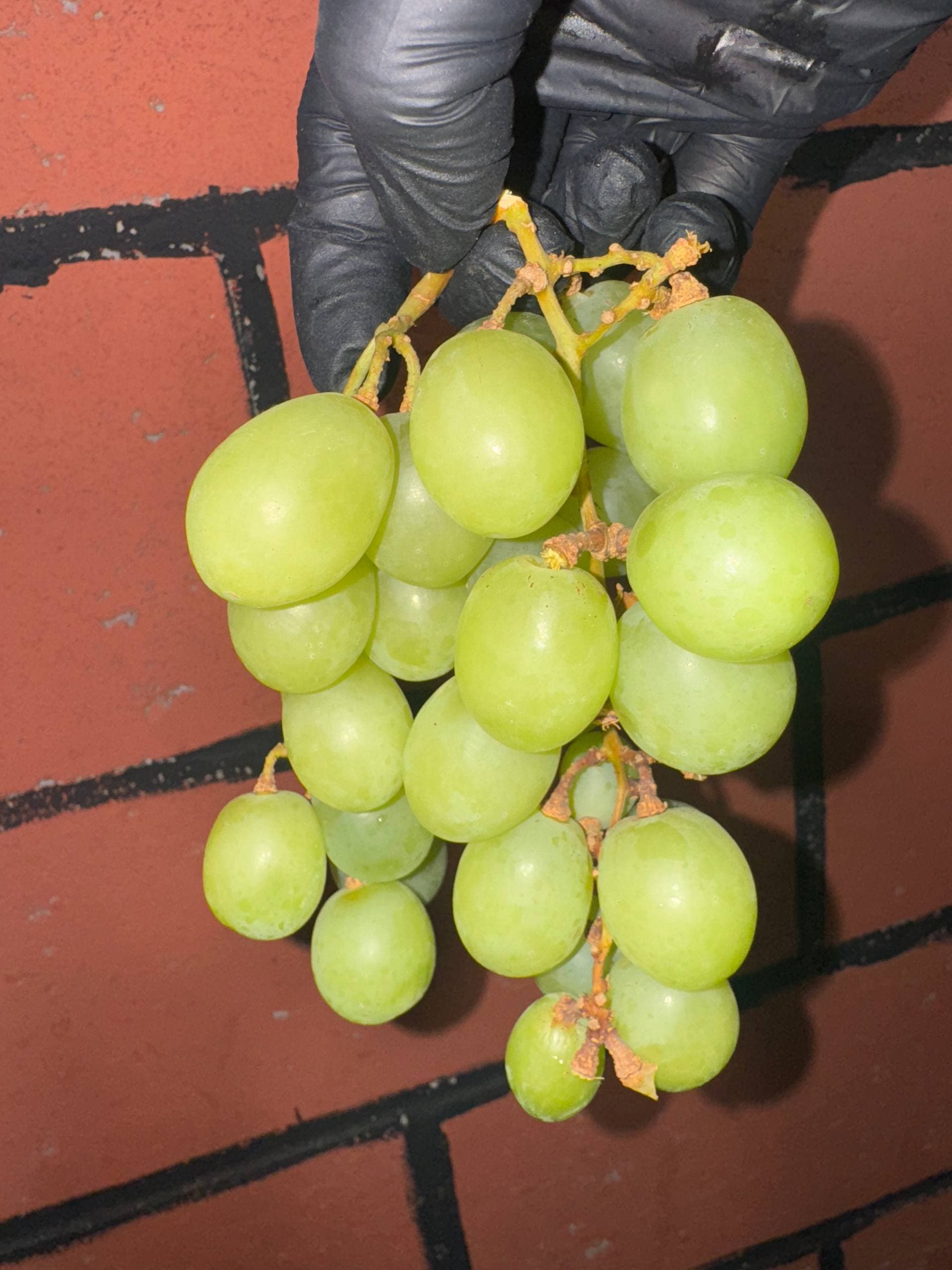 Виноград Томсон 1