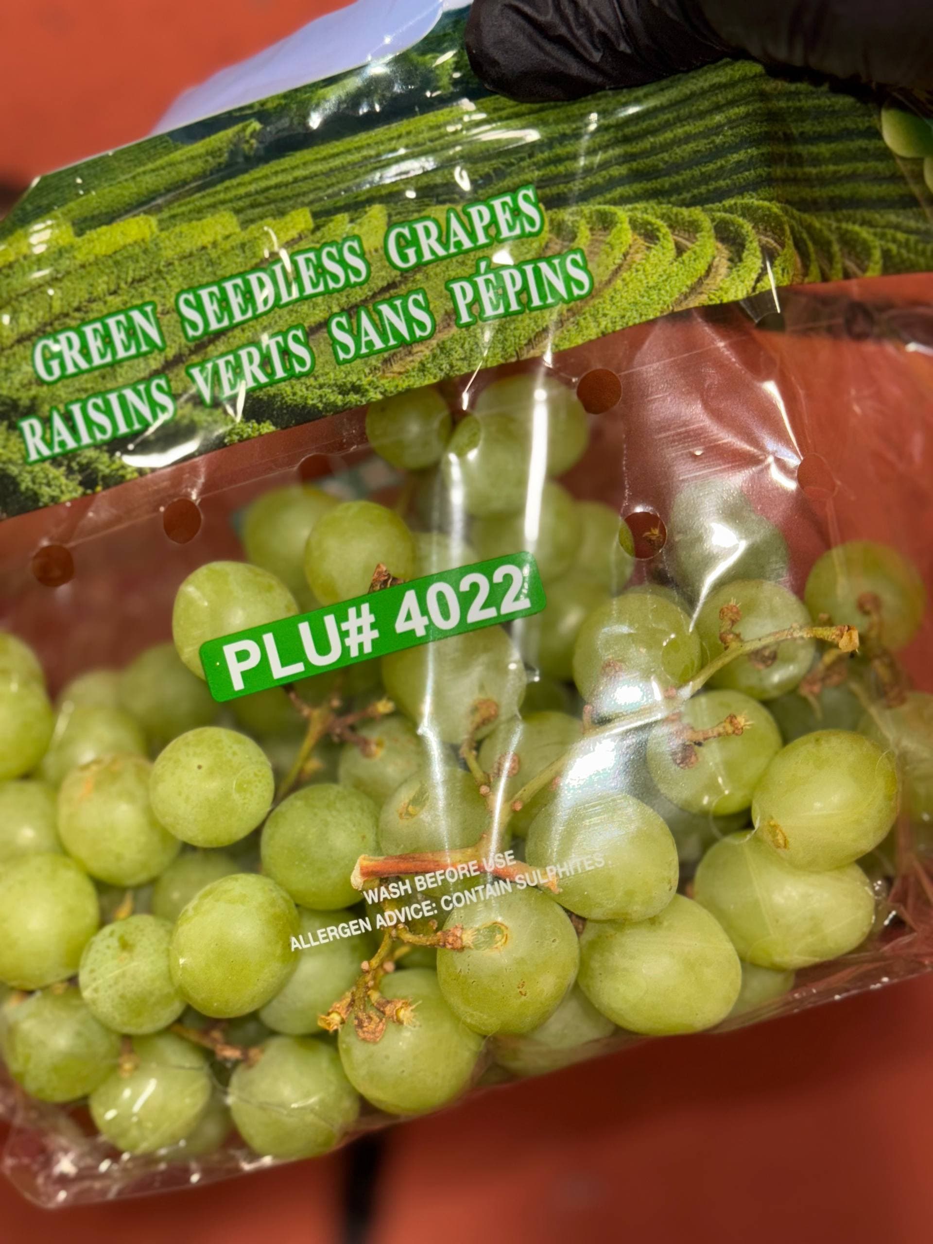 Виноград Томсон 2