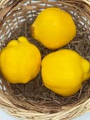 Айва Турция 1