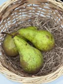 Груша Конференц 1