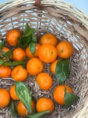 Мандарины Беби 1