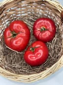 Помидоры Бычье сердце 1