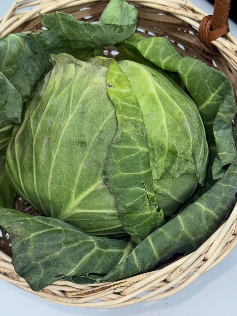 Капуста Молодая 1