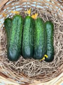 Огурцы Кураж  1