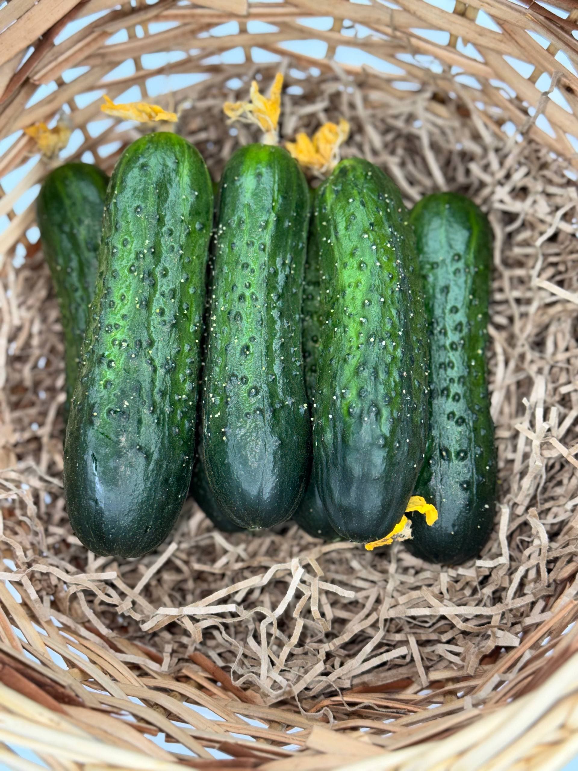 Огурцы Кураж  1