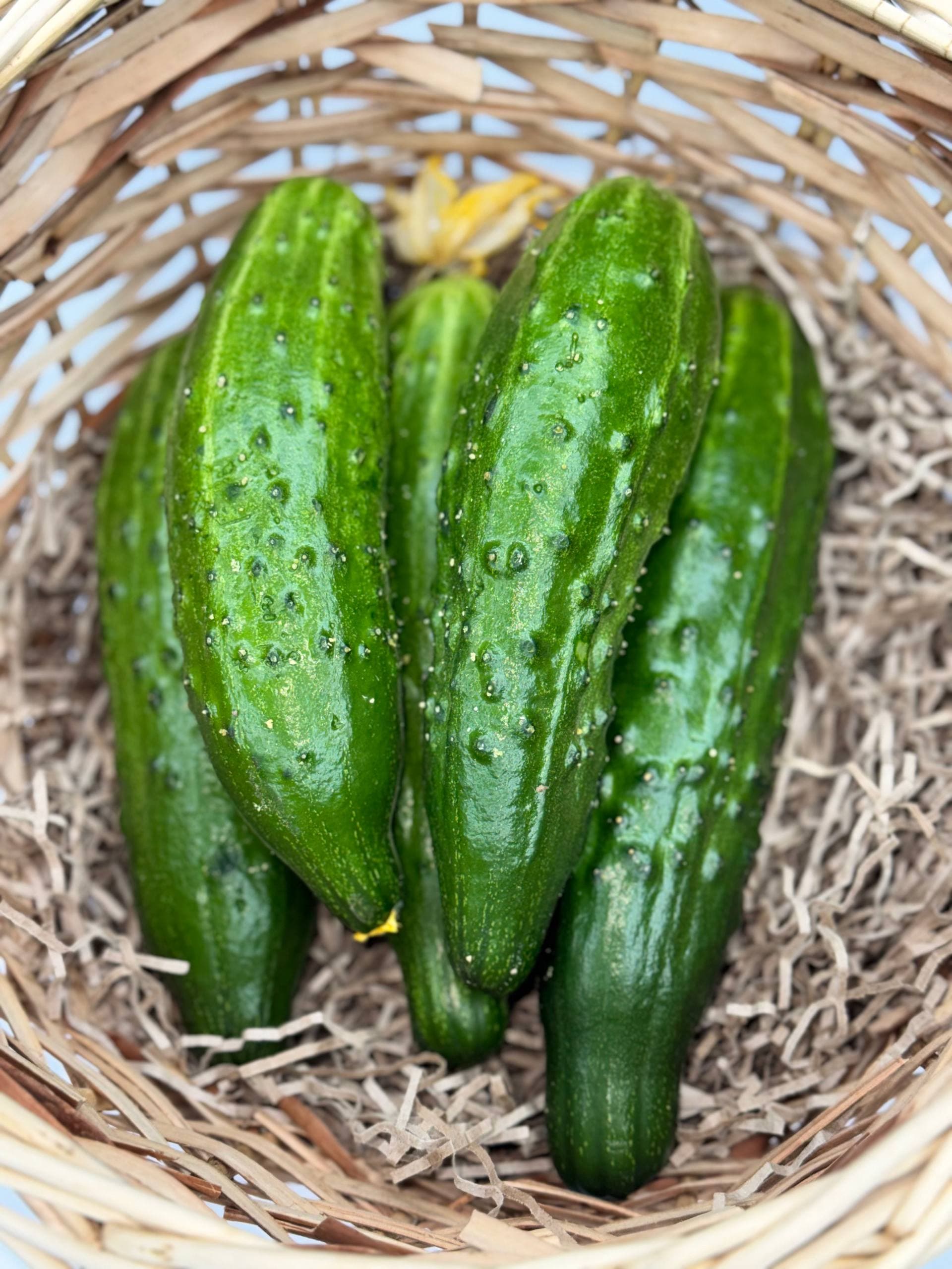 Огурцы Зозуля  1