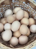 Домашнее яйцо  1