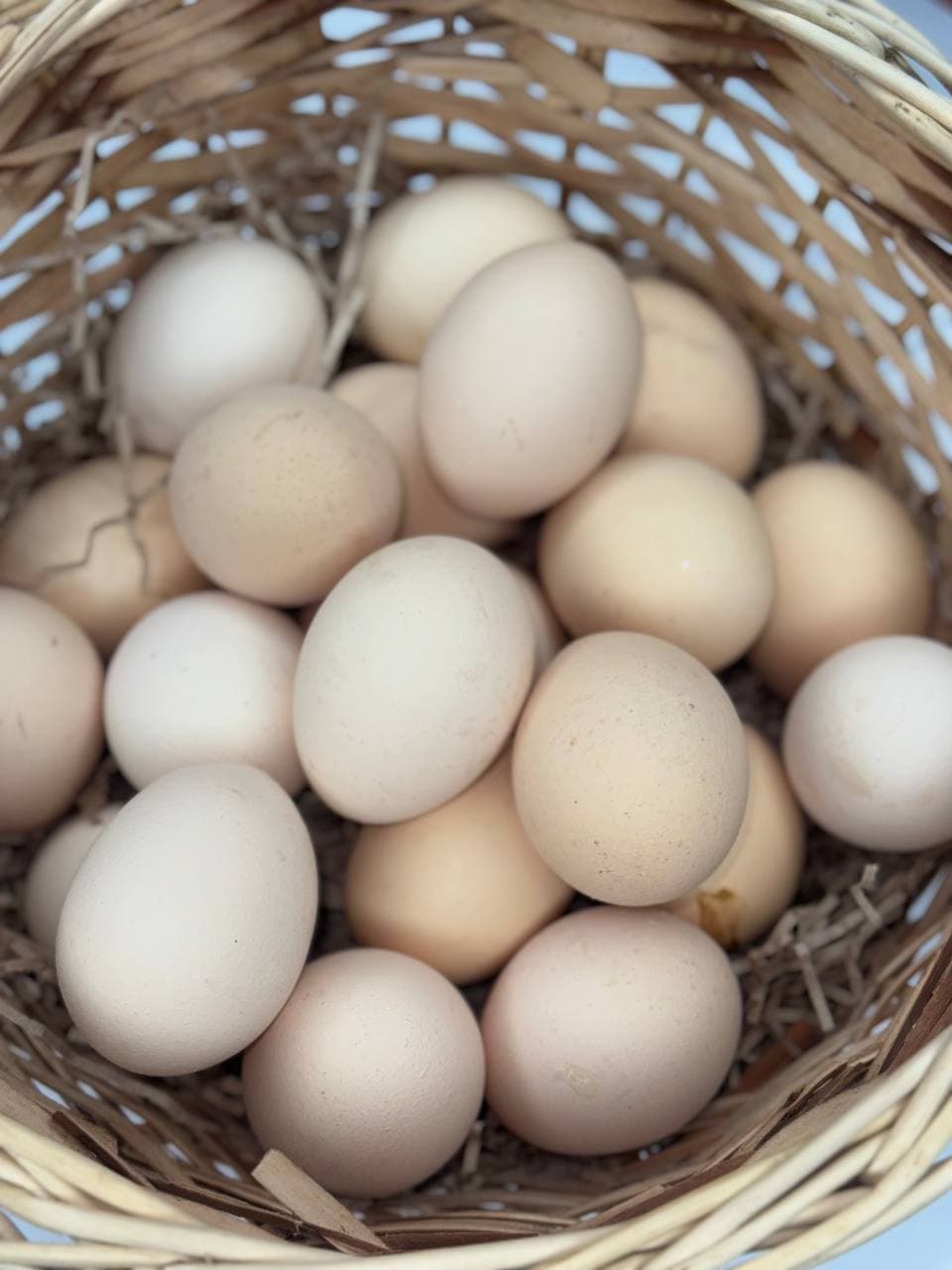 Домашнее яйцо  1