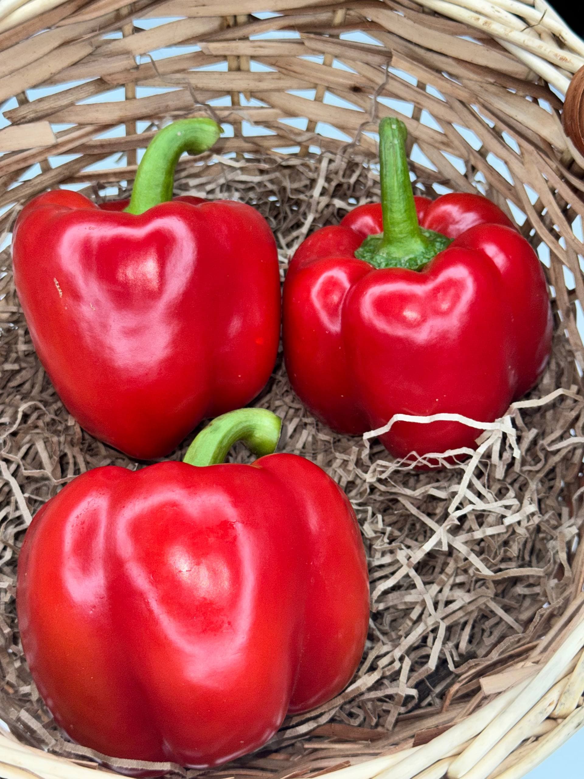 Перец красный  Болгарский 1