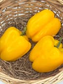 Перец желтый Болгарский 1