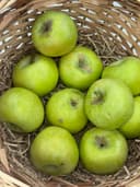 Яблоки Семеренко 1