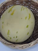 Дыня «Молочная» 1