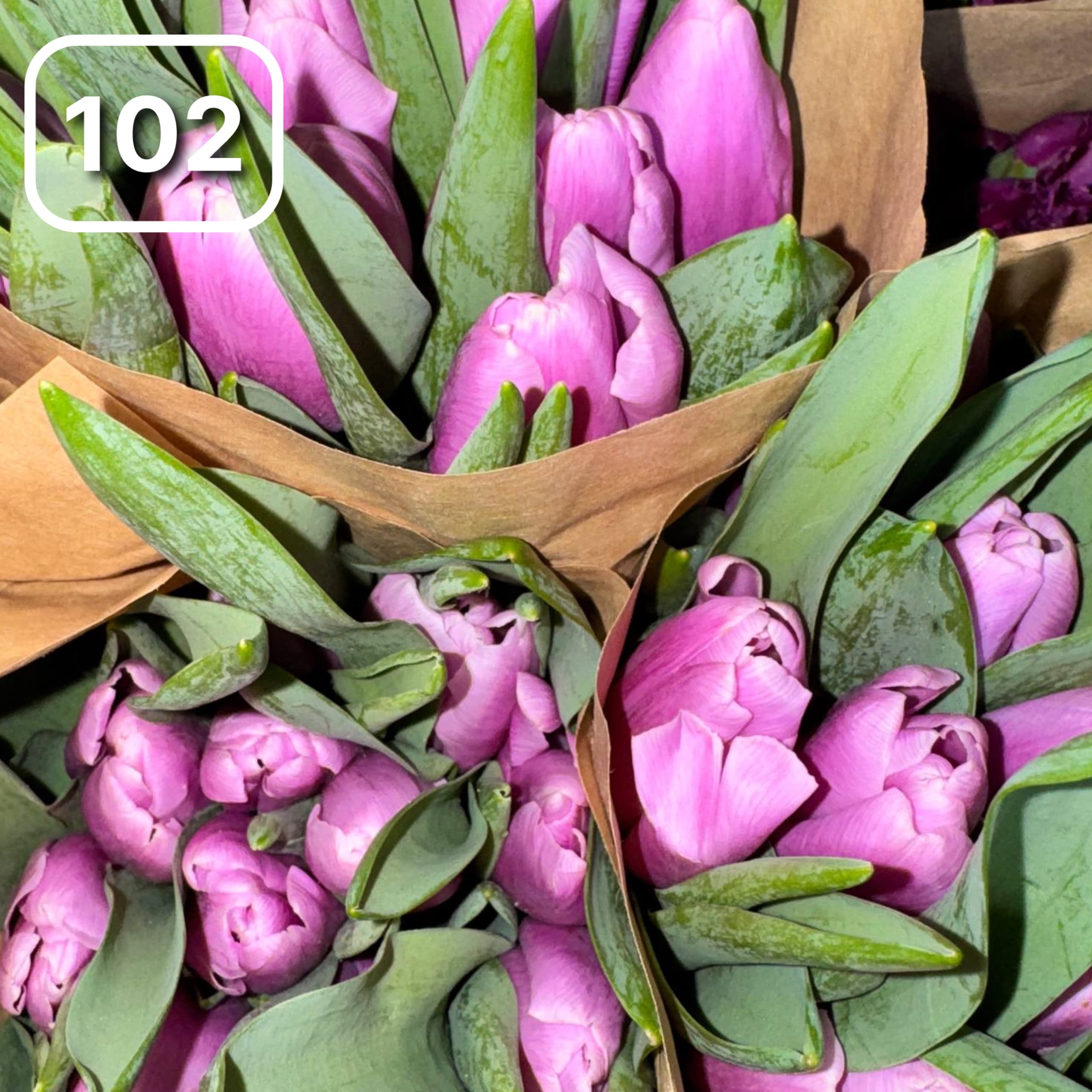 Тюльпаны №102 1