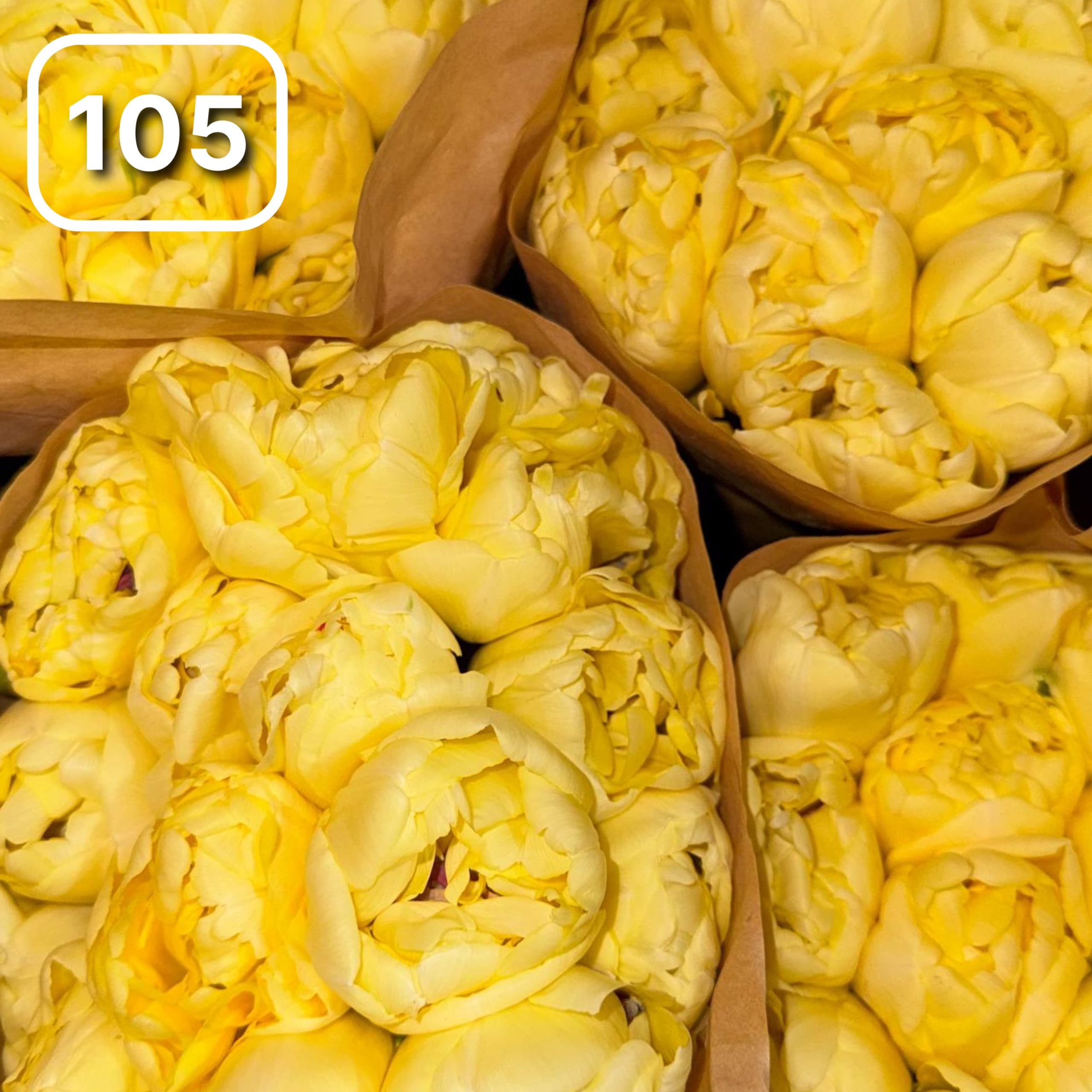 Тюльпаны сортовые №105 1