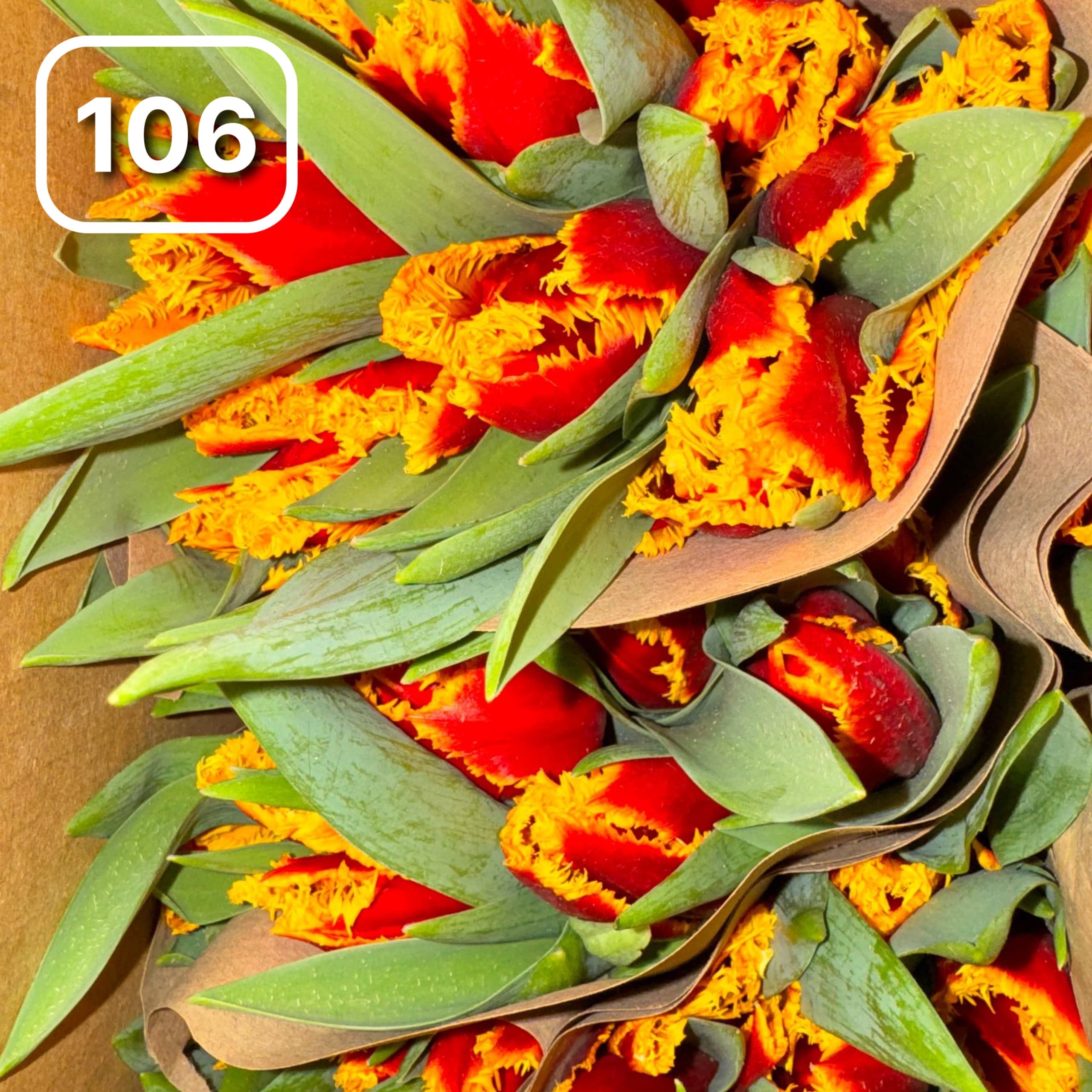 Тюльпаны сортовые №106 1