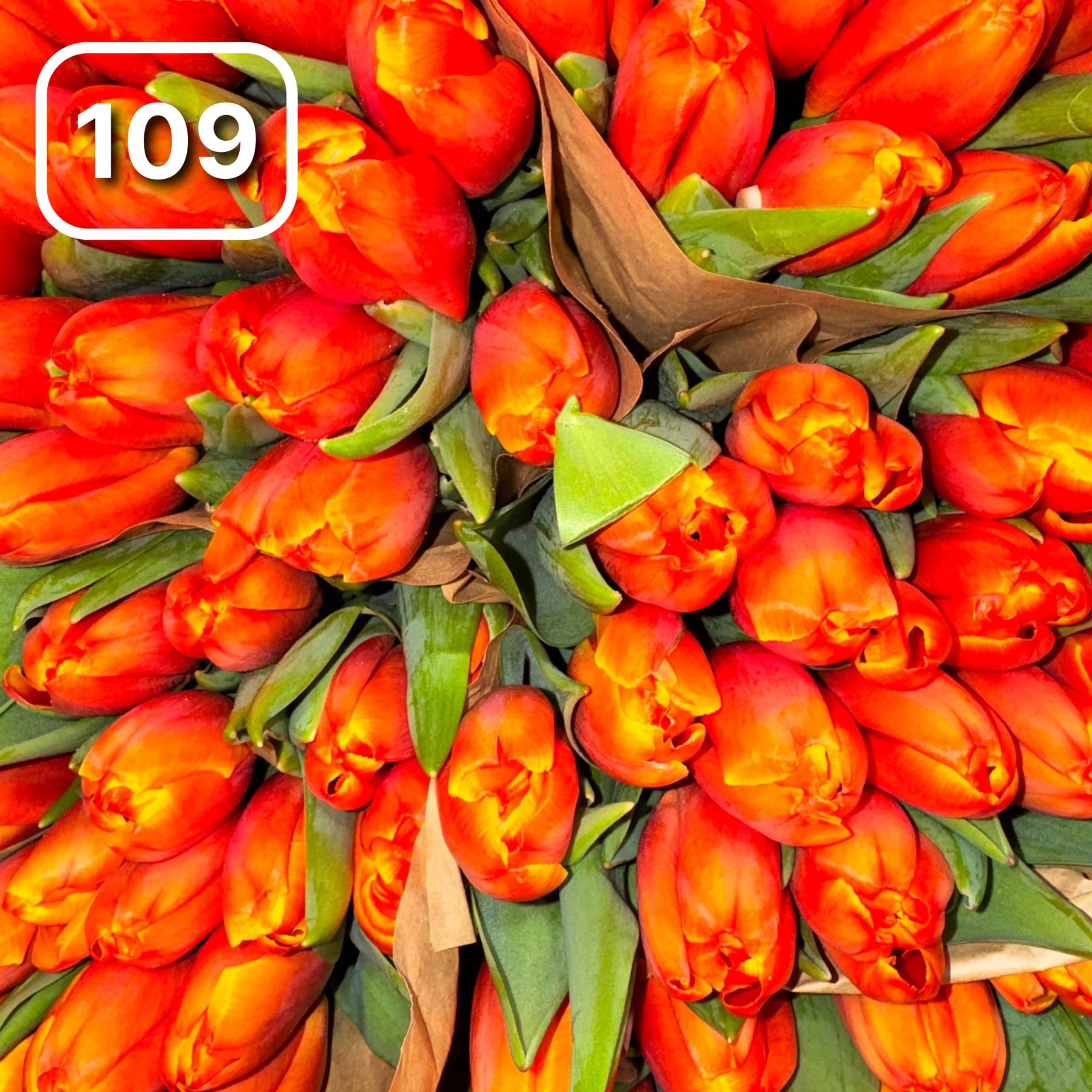 Тюльпаны сортовые №109 1