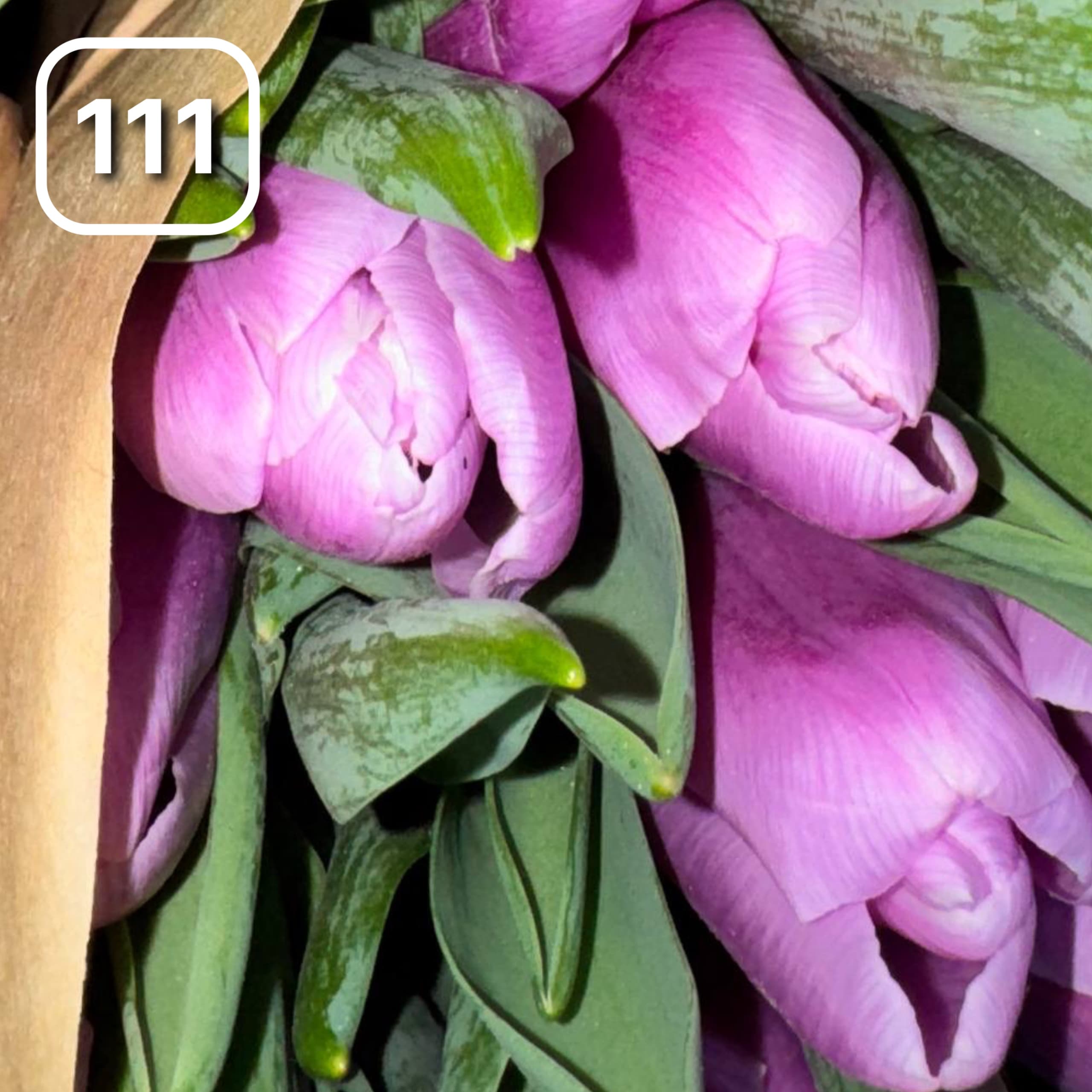 Тюльпаны сортовые №111 1