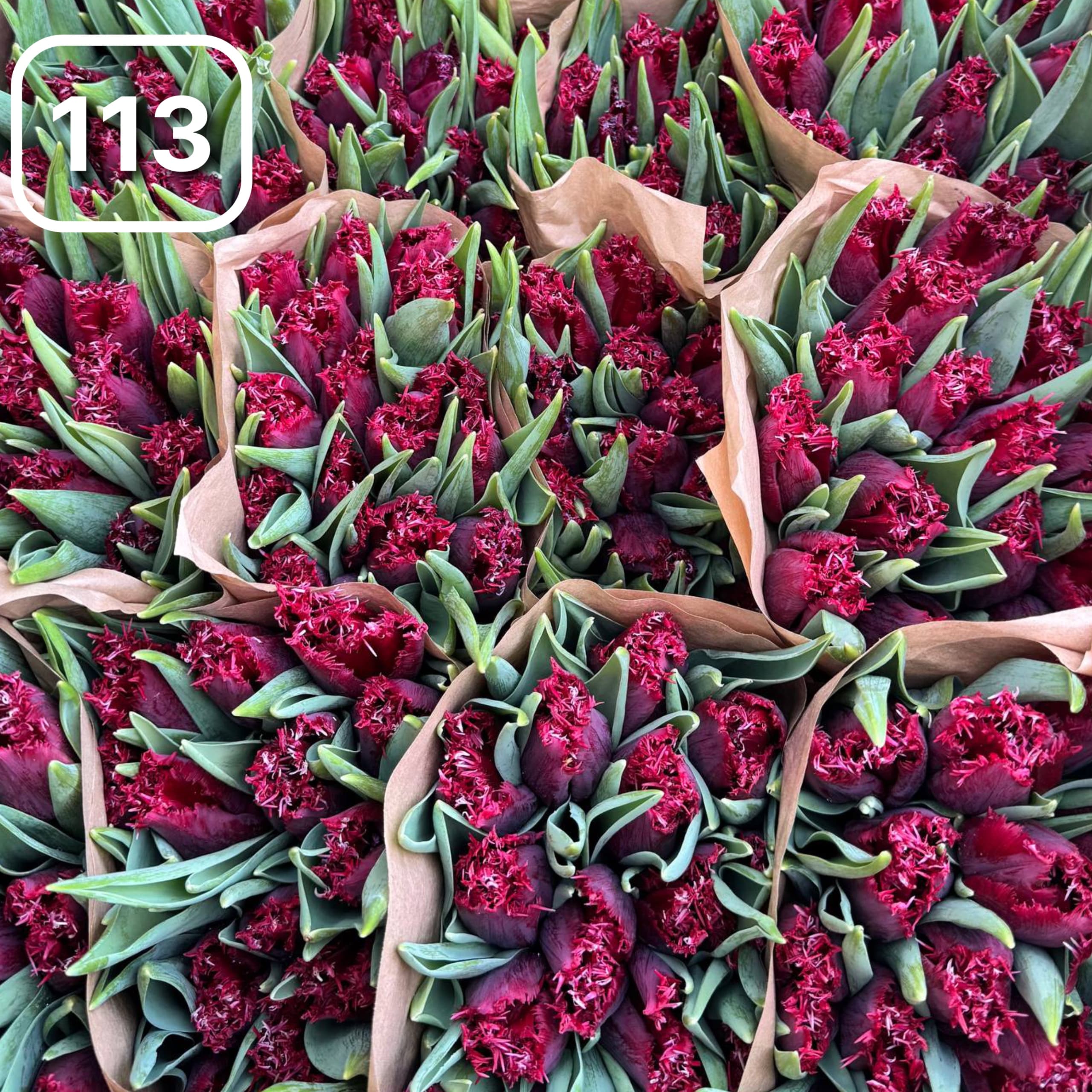 Тюльпаны сортовые №113 1