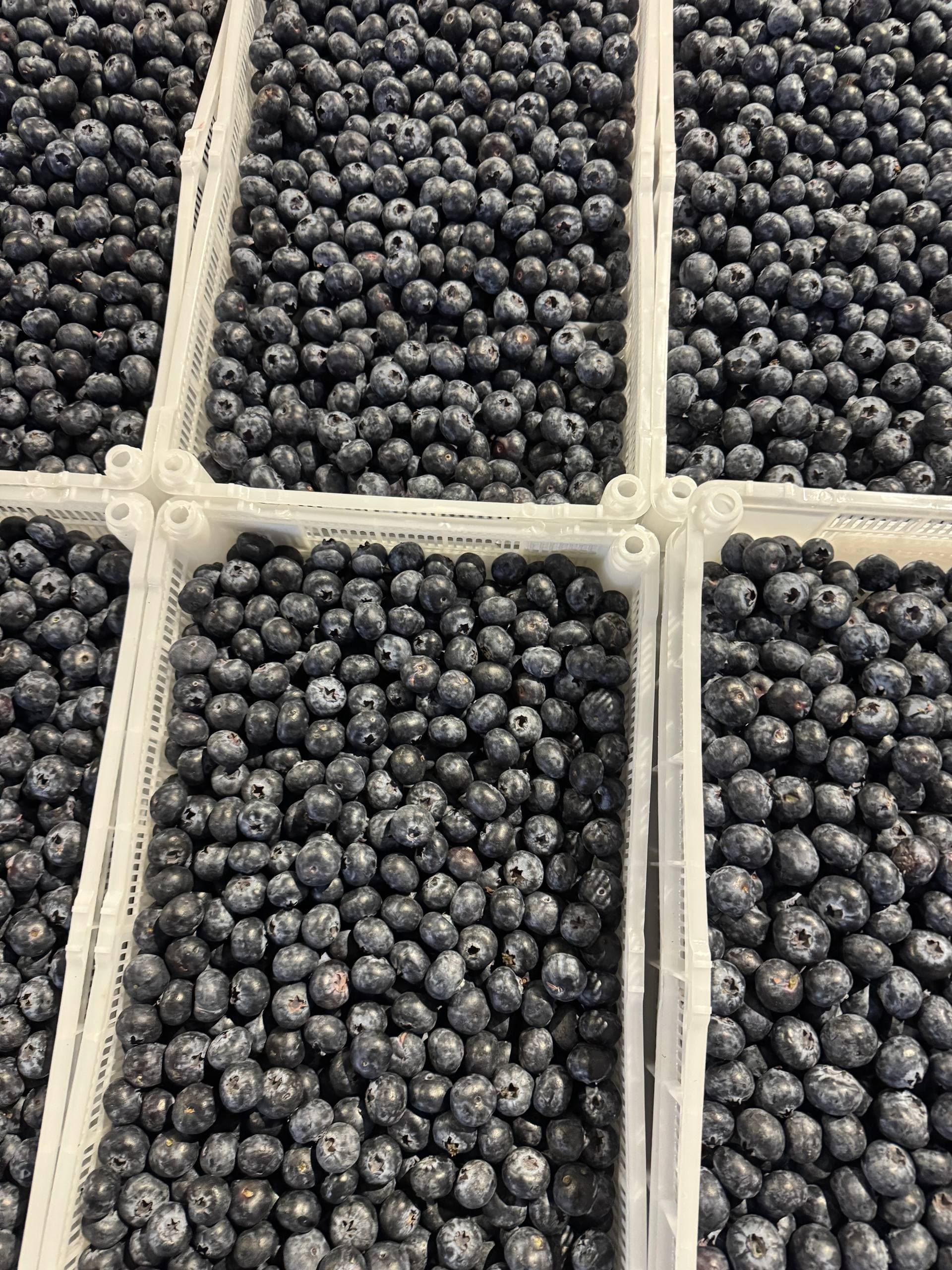 Голубика крупная 1кг 2