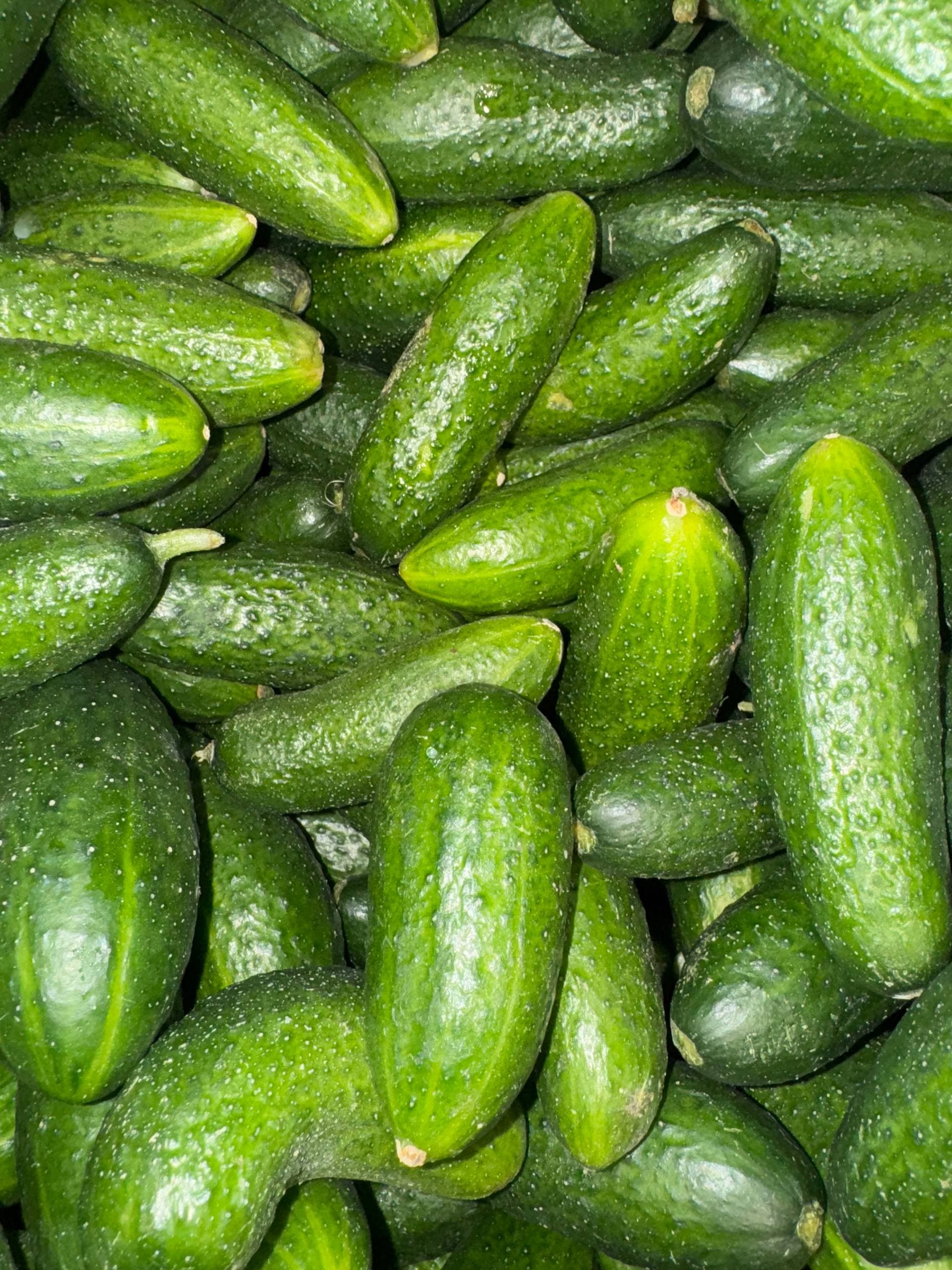 Огурцы Псков 1