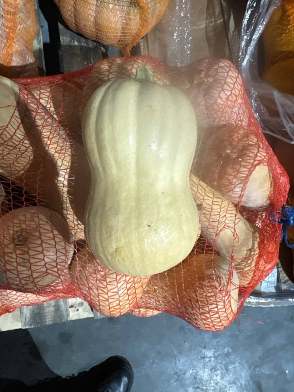 Тыква Бутылка 1