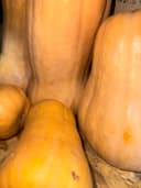 Тыква Баттернат 1