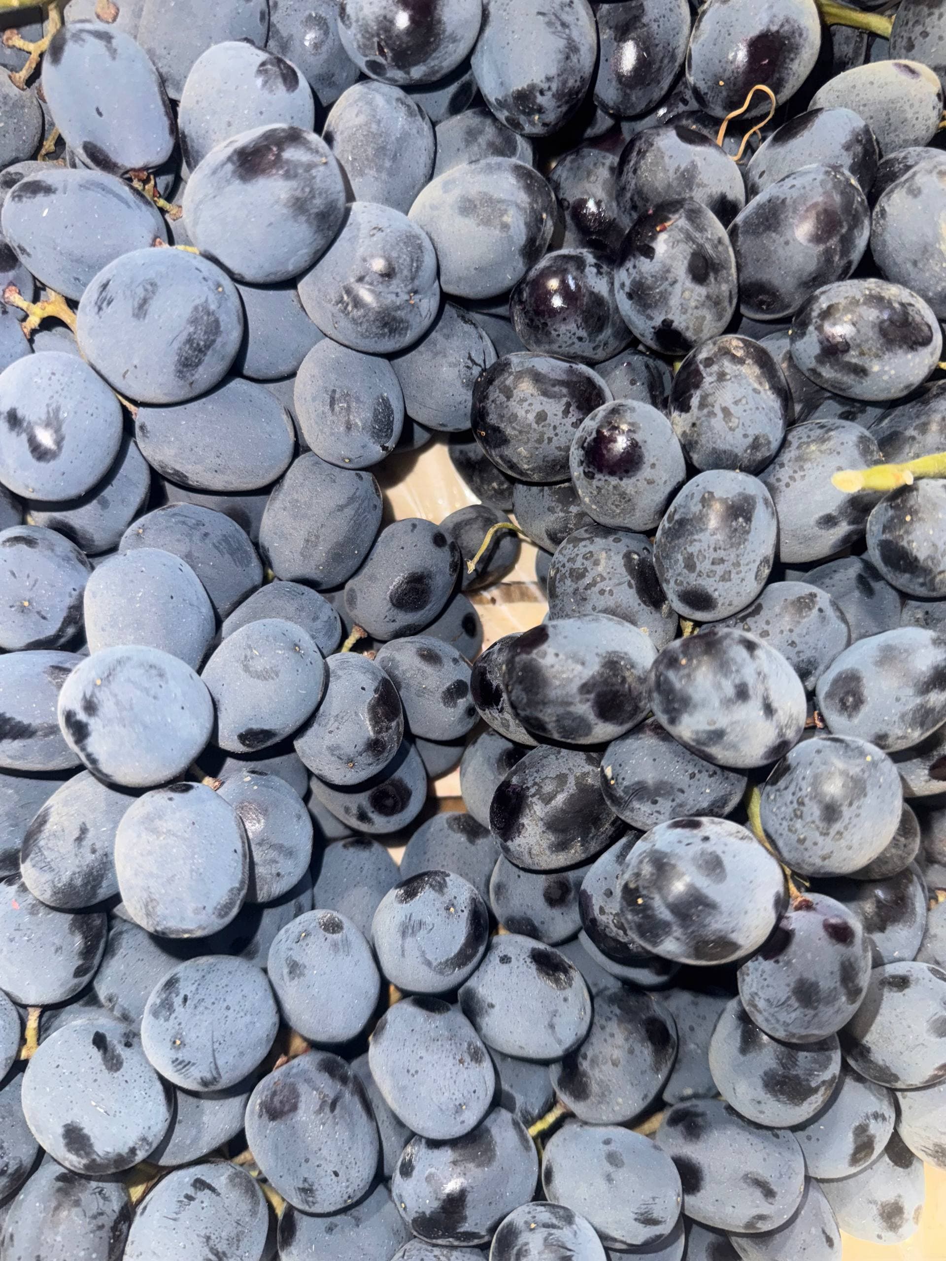 Виноград чёрный узбекский 1